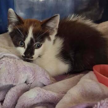Radish -  Domestic Medium Hair and Domestic Short Hair Cat for Adoption in Nampa, Idaho - Radish | PetCurious