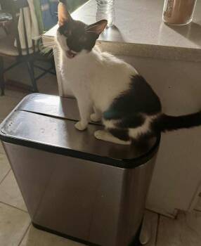 Rescue Domestic Short Hair Cats for Adoption in West Mifflin, Pennsylvania - Dr. Furlong | PetCurious