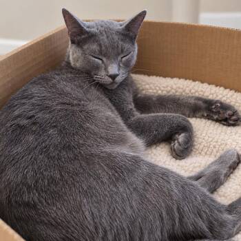 Jason -  Russian Blue Cat for Adoption in Hemet, California - Jason | PetCurious