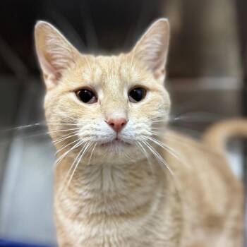 Domestic Short Hair Cats Available for Adoption in West Olive, Michigan - Moonshine | PetCurious