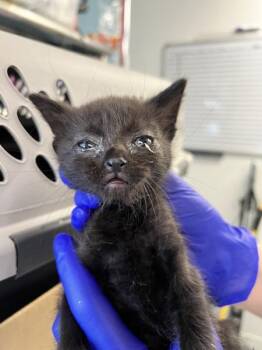 Killua -  Domestic Short Hair Cat for Adoption in Vallejo, California - Killua | PetCurious