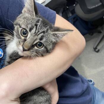 Princess Bubblegum -  Domestic Short Hair Cat for Adoption in Allentown, Pennsylvania - Princess Bubblegum | PetCurious
