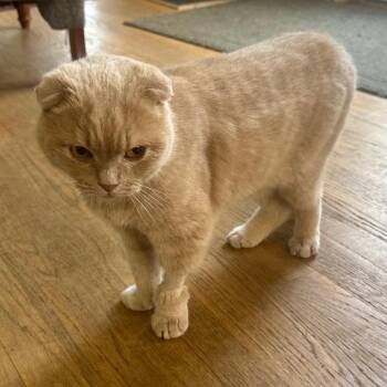 Simba -  Scottish Fold Cat for Adoption in Charlottesville, Virginia - Simba | PetCurious