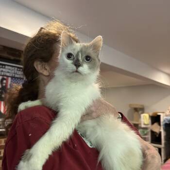 Ragdoll Cats Available for Adoption in Fairfax, Virginia - Gamilla (Ragdoll) | PetCurious