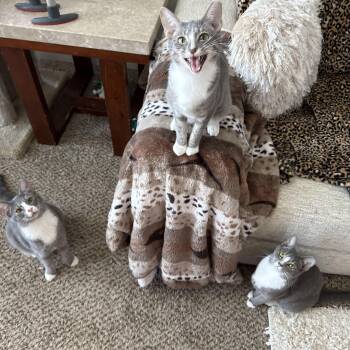 Domestic Short Hair Cats Available for Adoption - Marley | PetCurious