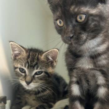 Cinnamon -  Domestic Short Hair Cat for Adoption in Middletown, New York - Cinnamon | PetCurious