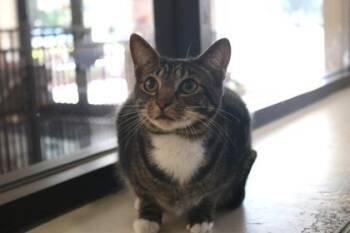 Nordic -  Domestic Short Hair Cat for Adoption in Brunswick, Georgia - Nordic | PetCurious
