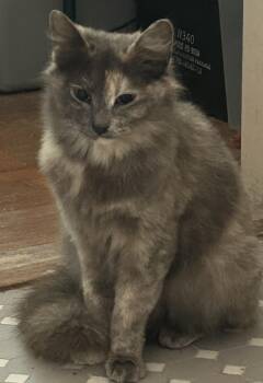 Domestic Long Hair Cats Available for Adoption in Oswego, South Carolina - Lovey | PetCurious