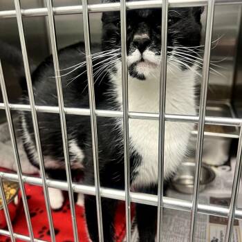 Domestic Short Hair Cats Available for Adoption - Athena In Parsonsburg, MD | PetCurious