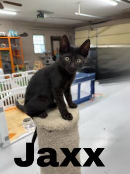 Jaxx -  Domestic Short Hair Cat for Adoption in Lebanon, Kentucky - Jaxx | PetCurious