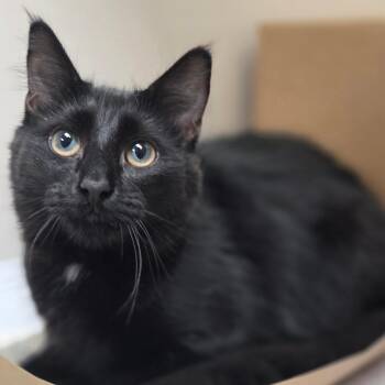 Balerion -  Domestic Medium Hair Cat for Adoption in Champaign, Illinois - Balerion | PetCurious