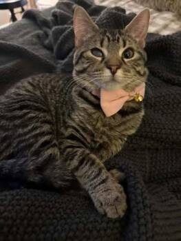 Foxy Cleopatra -  Domestic Short Hair Cat for Adoption in West Lawn, Pennsylvania - Foxy Cleopatra | PetCurious