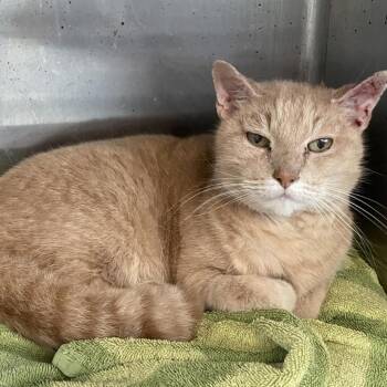Rescue Domestic Short Hair Cats for Adoption in Los Angeles, California - Monterey Jack | PetCurious