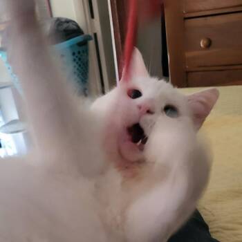 Bacchus -  Domestic Medium Hair Cat for Adoption in Lynchburg, Virginia - Bacchus | PetCurious