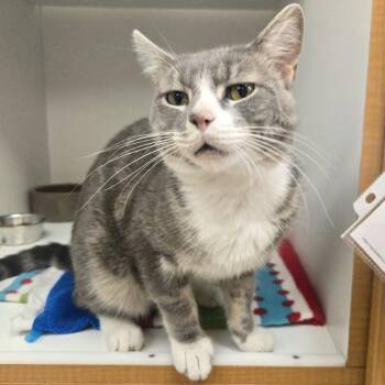 Peter Pan -  Domestic Short Hair Cat for Adoption in Champaign, Illinois - Peter Pan | PetCurious