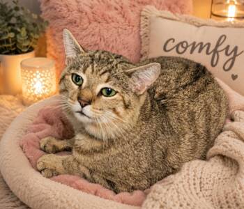 Bobby -  Domestic Short Hair and American Bobtail Cat for Adoption in Washington Court House, Ohio - Bobby | PetCurious
