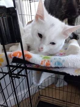 Blue eye -  Domestic Short Hair Cat for Adoption in North Richland Hills, Texas - Blue Eye | PetCurious