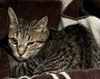 Grey Tabby -  Domestic Medium Hair Cat for Adoption in Golden, Colorado - Grey Tabby | PetCurious