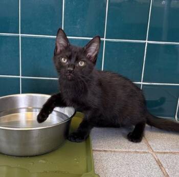 Domestic Short Hair Cats Available for Adoption in Honolulu, Hawaii - Yamato | PetCurious