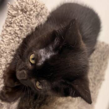 June Bug -  Domestic Short Hair Cat for Adoption in Bryan, Ohio - June Bug | PetCurious
