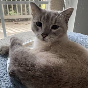 Amelia -  Siamese Cat for Adoption in Belmont, North Carolina - Amelia | PetCurious