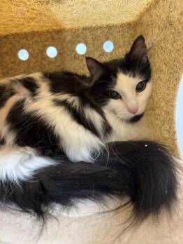 Domestic Short Hair Cats Available for Adoption in Missoula, Montana - Natsuki | PetCurious