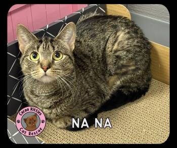 Na Na -  Domestic Short Hair Cat Available for Adoption in Hershey, Pennsylvania - Na Na | PetCurious
