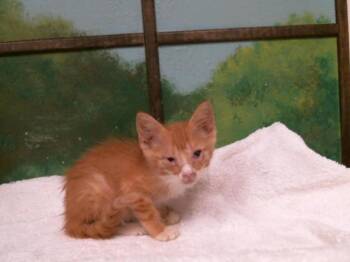 SADIE -  Domestic Short Hair Cat for Adoption in Houston, Texas - SADIE | PetCurious