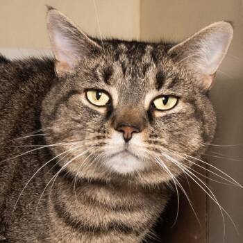 Kit -  Domestic Short Hair Cat for Adoption in Victor, New York - Kit | PetCurious