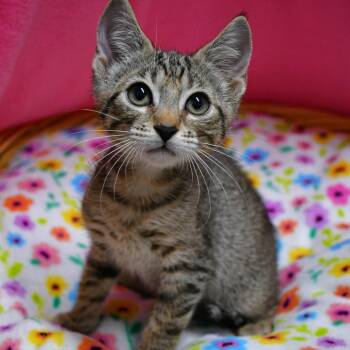 BAC-Stray-142241 -  Domestic Short Hair Cat for Adoption in Beaumont, Texas - BAC-Stray-142241 | PetCurious