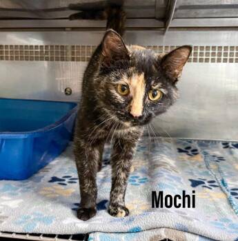 Domestic Short Hair Cats Available for Adoption in Clearfield, Kentucky - Mochi | PetCurious