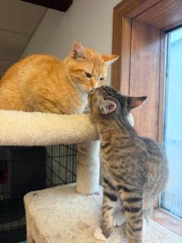Ricky -  Domestic Short Hair Cat for Adoption in Fremont, Nebraska - Ricky | PetCurious