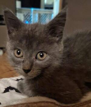 Saybrook -  Domestic Short Hair Cat for Adoption in Battle Creek, Michigan - Saybrook | PetCurious