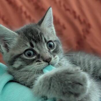 Derby -  Domestic Short Hair Cat Available for Adoption in Dallas, Texas - Derby | PetCurious