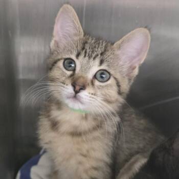 Lana -  Domestic Short Hair Cat for Adoption in Fort Wayne, Indiana - Lana | PetCurious
