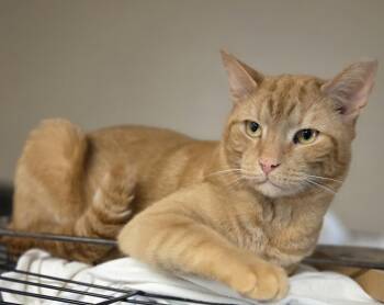 Domestic Short Hair Cats Available for Adoption in Mansfield, Connecticut - Reggie McDuff | PetCurious