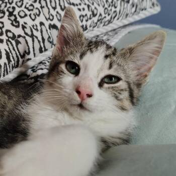 Stovetop Stuffing -  Domestic Short Hair Cat for Adoption in Gibsonia, Pennsylvania - Stovetop Stuffing | PetCurious