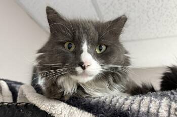Chirps -  Domestic Long Hair Cat for Adoption in Fountain Hills, Arizona - Chirps | PetCurious