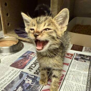 Domestic Short Hair Cats Available for Adoption in San Antonio, Texas - Paula The Parrot | PetCurious