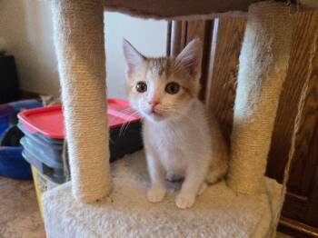 Butterscotch -  Domestic Short Hair Cat Available for Adoption in Fort Collins, Colorado - Butterscotch | PetCurious