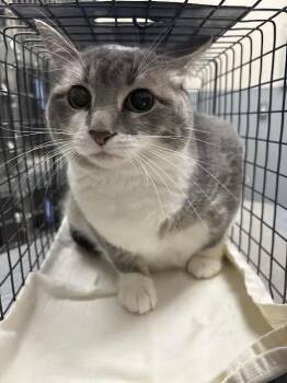 BLUE -  Domestic Short Hair Cat for Adoption in Las Vegas, Nevada - BLUE | PetCurious