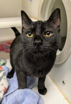 Rescue Domestic Short Hair Cats for Adoption in Bellingham, Washington - Seraphina | PetCurious