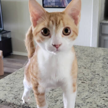 Rescue Domestic Short Hair Cats for Adoption in Galveston, Texas - Monty | PetCurious
