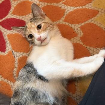 Tygra -  Domestic Short Hair Cat for Adoption in Denison, Texas - Tygra | PetCurious
