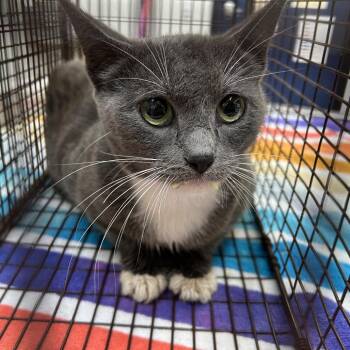 Domestic Short Hair Cats Available for Adoption in Webster, Texas - Mama Grey | PetCurious
