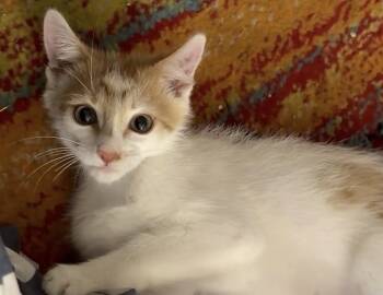Ginger -  Domestic Short Hair Cat for Adoption in Scottsdale, Arizona - Ginger | PetCurious