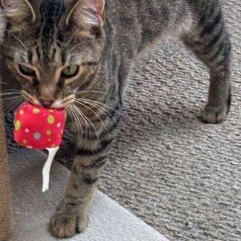 Domestic Short Hair Cats Available for Adoption in Richmond, Virginia - Tootles | PetCurious