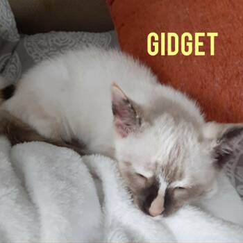 Gidget -  Siamese Cat for Adoption in Wilmington, Delaware - Gidget | PetCurious