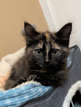 Salsa -  Domestic Medium Hair and Domestic Short Hair Cat for Adoption in Westfield, Wisconsin - Salsa | PetCurious