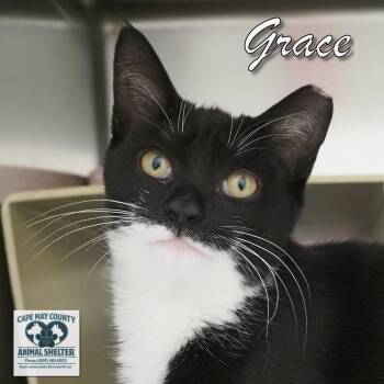 Grace -  Domestic Short Hair Cat for Adoption in Middle Township, New Jersey - Grace | PetCurious